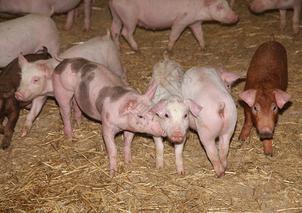 小猪饲养：健康家庭农庄的圈养动物图片