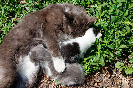 猫喂她的小猫咪图片