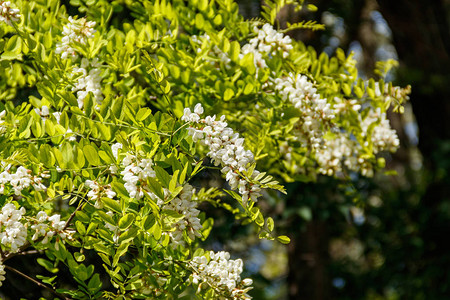 白阿卡西亚花朵近身罗比尼亚假图片