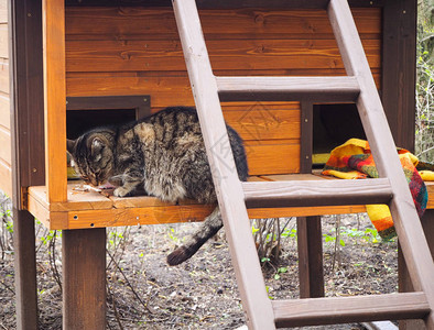 一只流浪猫在给养动物图片