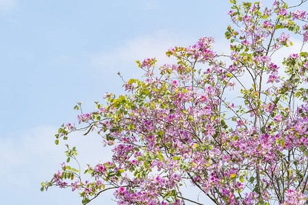 粉红花朵Bauhinia兰花图片