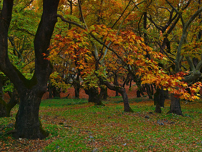 美丽的秋天风景来自希腊卡拉夫里塔的普莱尼特罗Plan图片