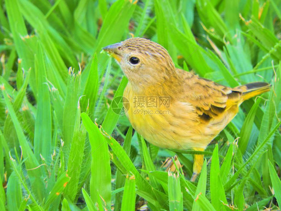 美丽的黄色金丝雀在草地上行走野生动物风光动物风光大自然图片