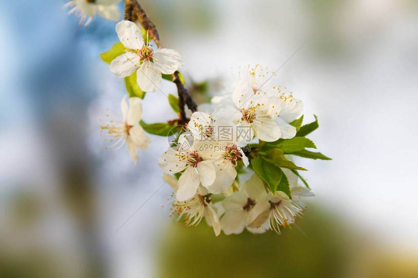 美丽的白芽花朵图片