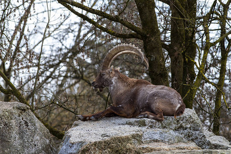 雄山ibex动物园的capr图片