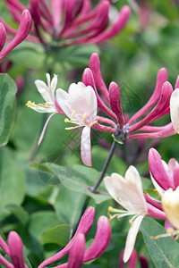 花园里漂亮的金银花图片