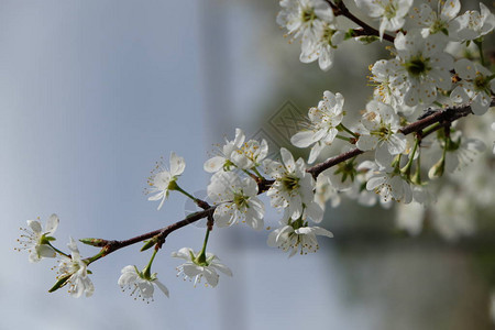 春花在园中开花其他的图片