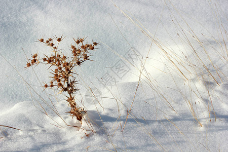 白雪和干图片