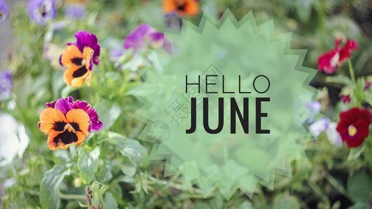 横幅你好六月照片上的文字短信你好六月新的一个月新的季节夏季月份鲜花照片上的文字花卉图片