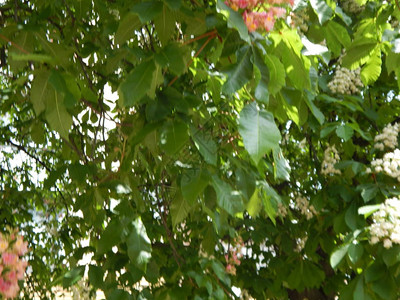 板栗红薯树上盛开的栗花背景