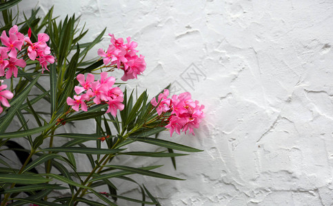 春天盛开的粉红色夹竹桃花图片