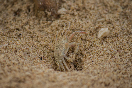 沙子上的一只小螃蟹图片