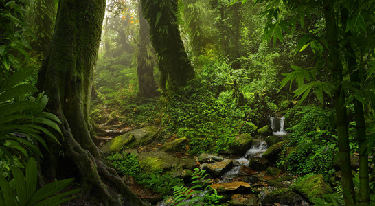 亚洲热带雨林图片素材