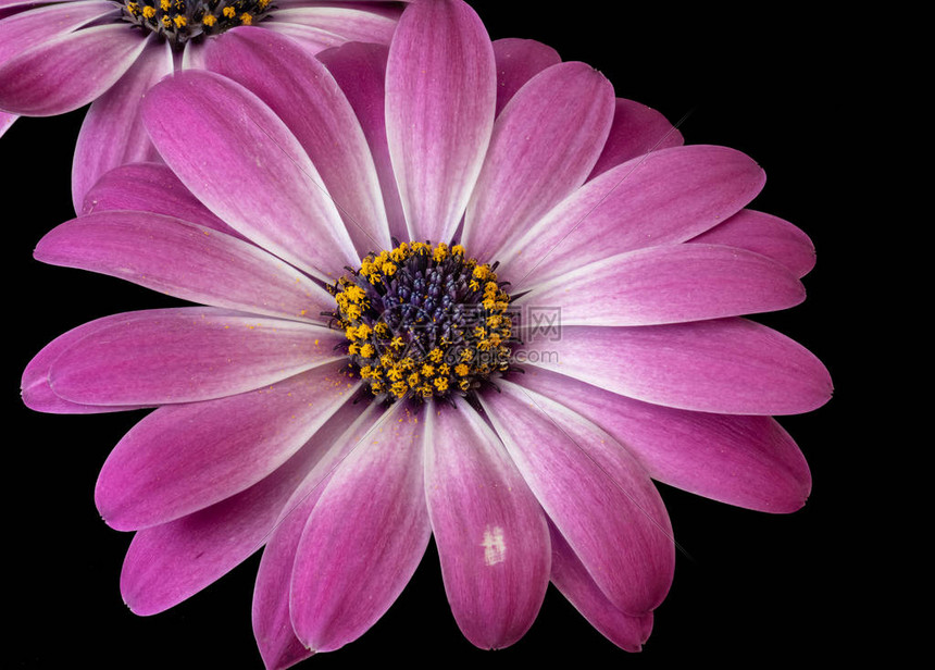 美术静物彩色花卉宏图片