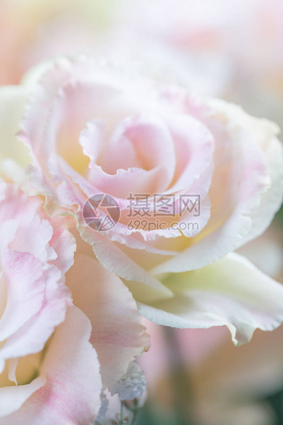美丽而温柔的粉红色洋桔梗花洋桔梗郁金香龙胆洋桔梗特写垂直构图图片