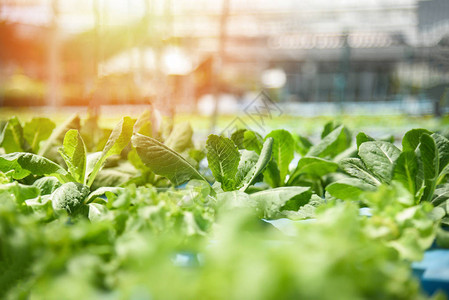 水培系统年轻蔬菜和新鲜绿色莴苣沙拉种植花园水培农场植物无土农业温室图片