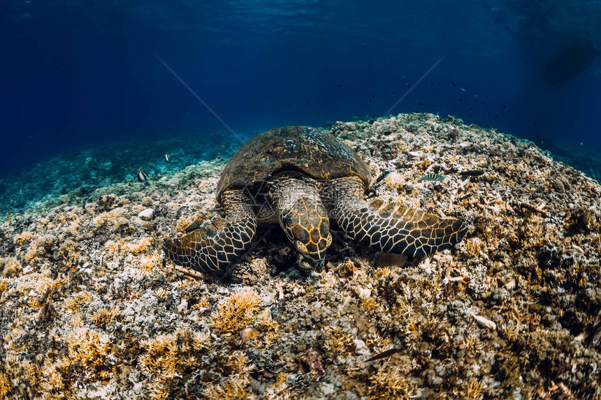 海龟吃珊瑚绿海龟特写高清图片下载-正版图片506047323-摄图网