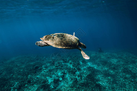 与动物的水下野生动物漂浮在蓝色海洋中的海龟图片