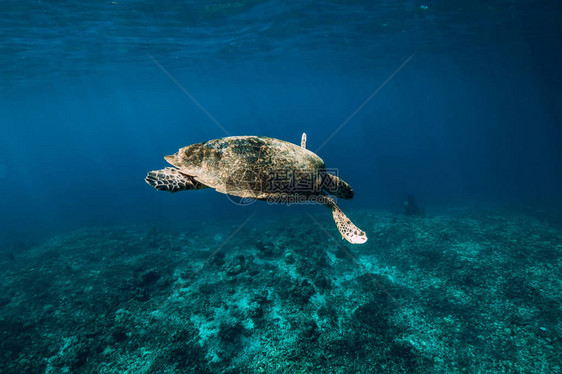 与动物的水下野生动物漂浮在蓝色海洋中的海龟图片