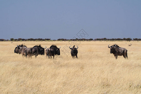 纳米比亚Etosha公园蓝野生物图片