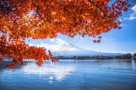 日本河口湖多彩的秋天和枫叶的富士山图片