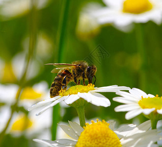 雏菊花上的蜜蜂图片