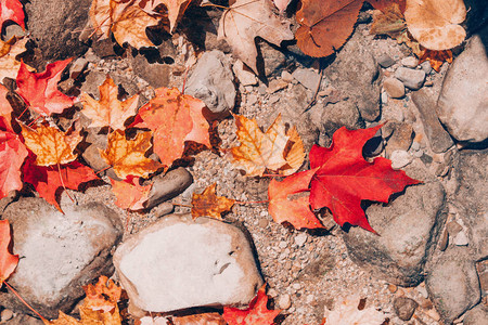 美丽的特写自然背景与古老的红黄色秋天落叶在石头岩石上使用copyspace从顶部查看季节卡片壁纸复古图片