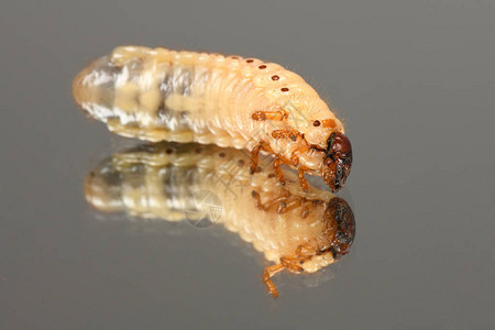 五月甲虫Melolontha的幼虫镜子上的甲虫幼高分辨率图片