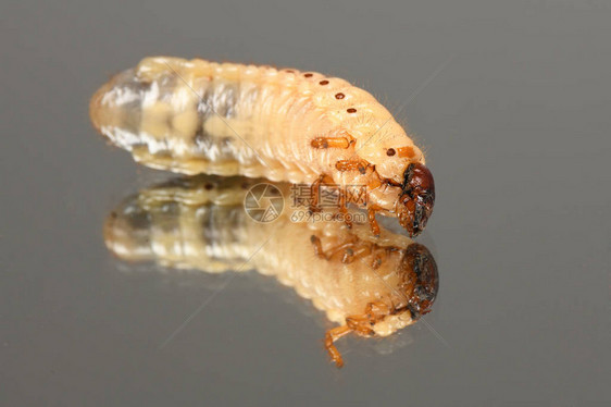 五月甲虫Melolontha的幼虫镜子上的甲虫幼高分辨率图片