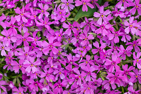 花园中的Lobelia花朵粉红色Loberia花卉Lobeliae图片