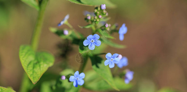布伦纳拉大型植物的蓝色花朵图片