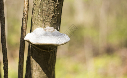 树干上的香菇在森林对面的树干上带一图片