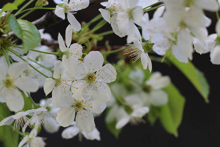 美丽而盛开的白色大花树枝图片