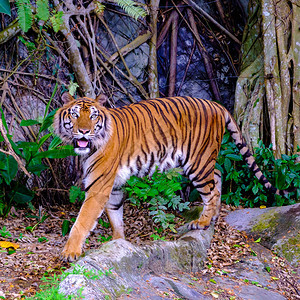 开放动物园里的印度支那虎图片