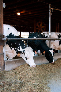 一群黑白荷斯丁奶牛食用玉米谷物和泥土在图片