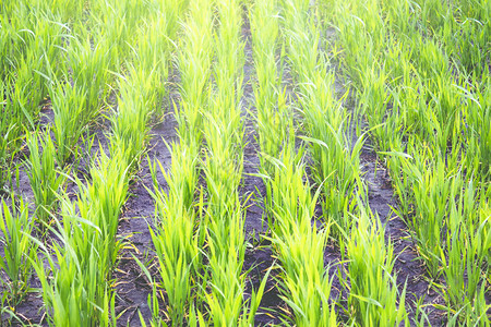 小麦在田里生长图片