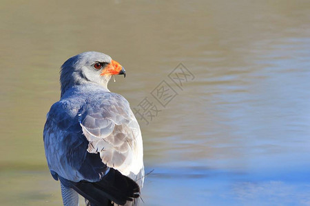 非洲野生鸟类背景GoshawkG图片