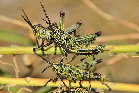 绿蚱蜢非洲昆虫一张特写的灿烂蓝色和绿色的肖像大自然母图片