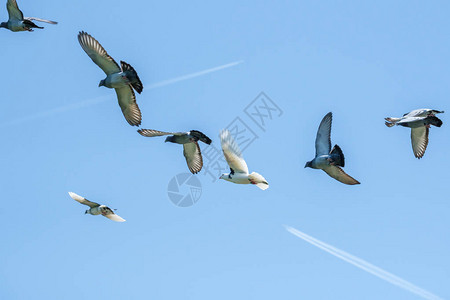 一大群赛鸽在湛蓝的天空下飞翔图片