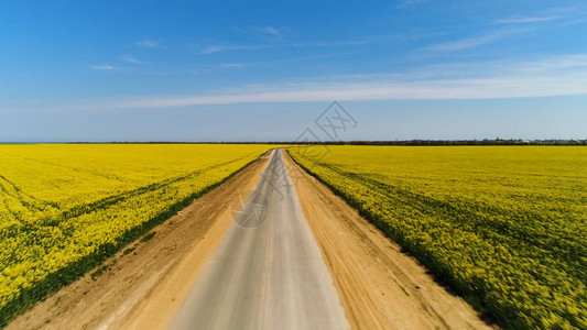 蓝天背景下黄色田野之间的柏油路空中图片