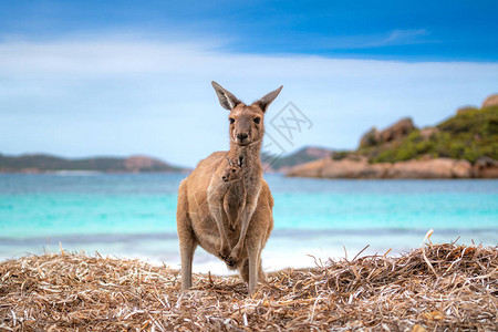 袋鼠0n幸运海滩西澳大利亚珀斯图片