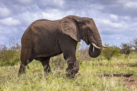 非洲大象Loxodontaafricana在南非克鲁格公图片