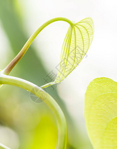 植物园里的热带莲花叶的青绿色树叶图片