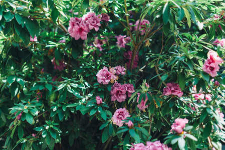 粉红花热带植物自然图片