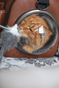 可爱的金姜缅因州小猫用球窗图片