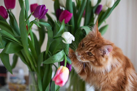 在花瓶里玩郁金香的小猫滑稽图片