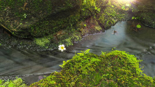 美丽的鸡蛋花在一条小河流中开花背景图片