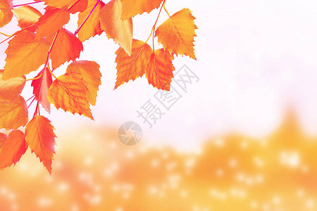 分支明亮多彩的秋叶印度的夏天图片