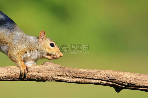 SquirrelAntics野生物背景图片