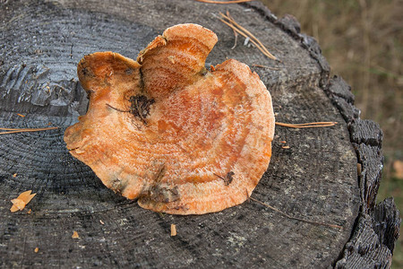 收获在秋天惊人的食用蘑菇藏红花牛奶盖被称为橙色牛奶盖图片